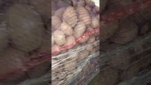 Картофель Ред соня Брянская область оптом