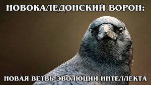 НОВОКАЛЕДОНСКИЕ ВОРОНЫ: Самые умные в мире птицы | Интересные факты про врановых птиц и животных