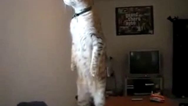 КотЭ подглядывает... смотреть онлайн