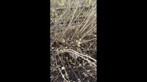 Тополя без пуха.