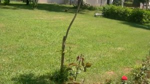 07. Adora. Бунгало и прилежащая к ним территория.