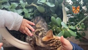 БЕНГАЛЬСКИЕ КОШКИ и ДЕТИ МЛАДЕНЦЫ