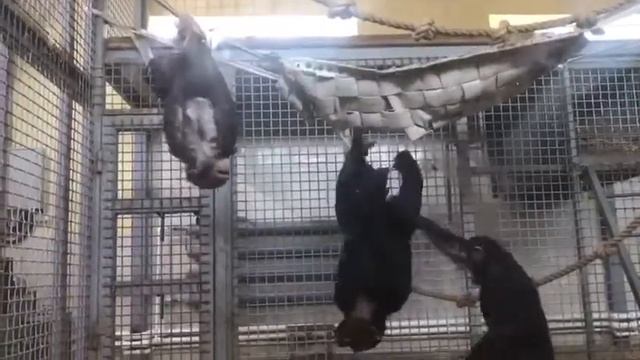 Шимпанзе-футболисты из ростовского зоопарка смотреть онлайн