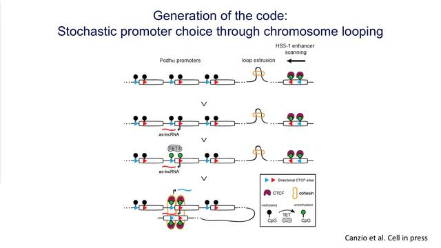 Finding the Bar Codes in our Brains: Using Genetics to Identify the Brain’s 100 Billion Neurons