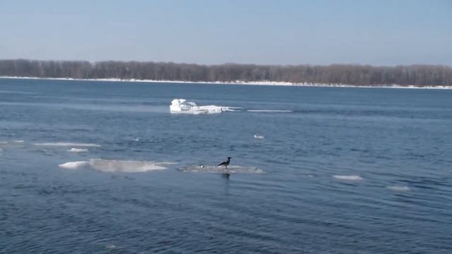 Ворона катается на льдине смотреть онлайн