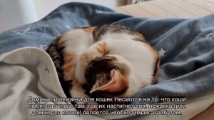 Как подготовить дом к появлению котенка?
