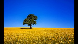 Ой на горі два дубки