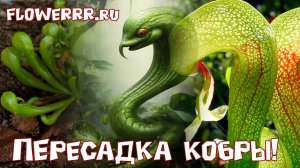 Пересадка Кобры!