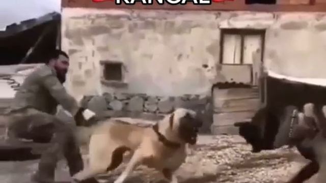 Kangal vs Alabai смотреть онлайн