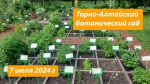 Горно-Алтайский ботанический сад, 7 июля 2024 г.