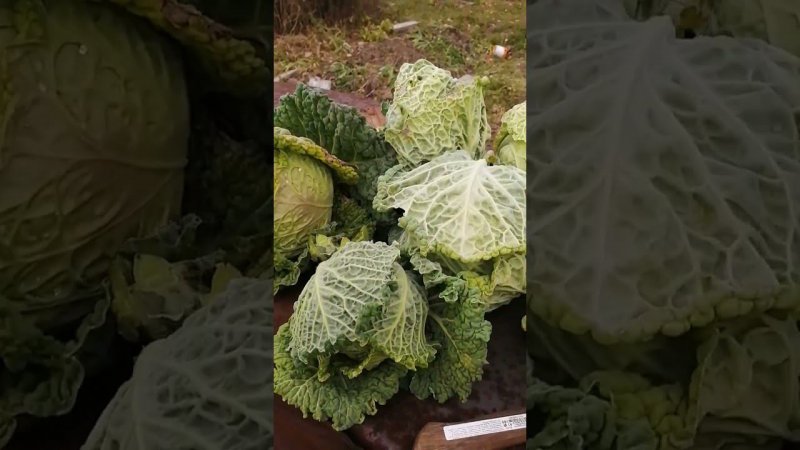 савойская капуста сорт Пирожковая