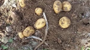 30 августа. Копаем картофель сорт Лилли.