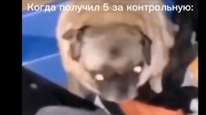 Нюхай нюхай нюхай бебру бе бе бе бе бебру (мопс Андрей )