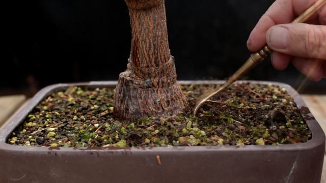 The Bonsai Zone, Money Tree and Aerial Root Ficus Update, Aug 2017 смотреть онлайн