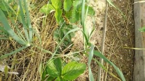 Печальный опыт☹️ мульчирования опилками?Томаты? в открытом грунте?Посадила, загубила, спасаю?