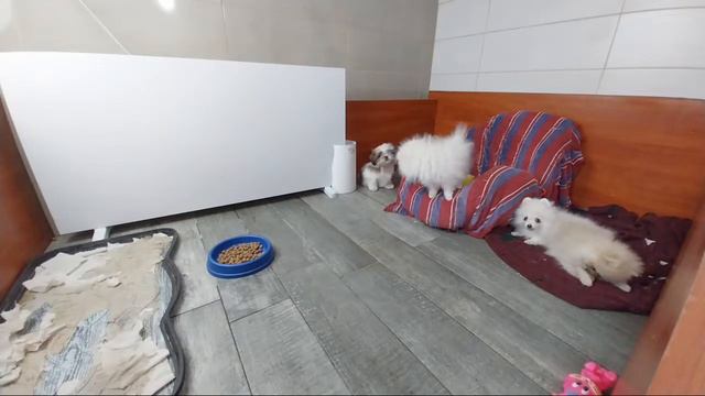 Игры На Пушистой Поляне _17 смотреть онлайн