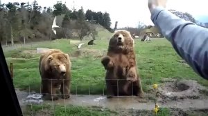 Два медведя - Превет!