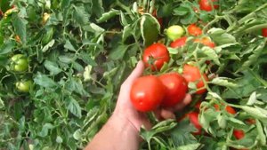 Томат Лиона от французкой компании CLAUSE liona tomat