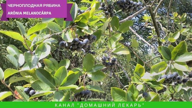 Какие лечебные травы мы собирали этим летом? - Домашний лекарь смотреть онлайн