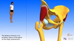 ЗАДНИЙ НАКЛОН / СРЕДНЯЯ И МАЛАЯ ЯГОДИЧНАЯ