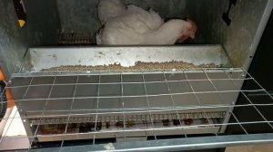 Перепела, бройлеры, питбуль и чайник😂