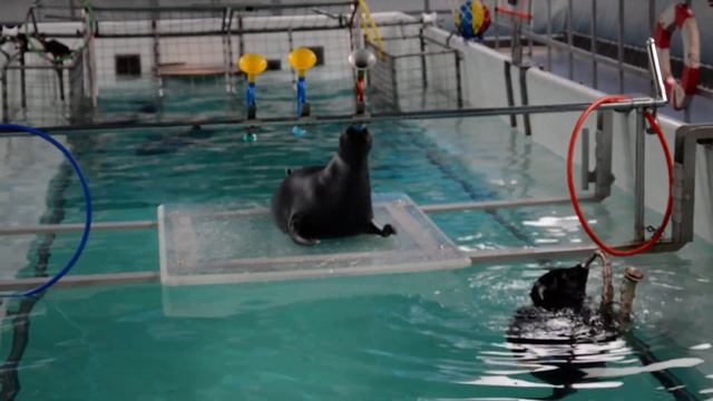 Нерпинарий в Листвянке, Байкал смотреть онлайн