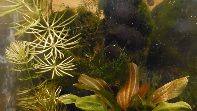 Удачный нерест Линеатуса. смотреть онлайн