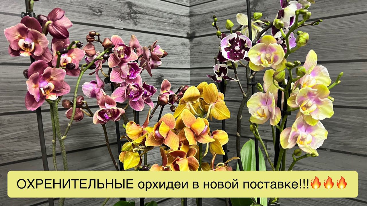 НЕРЕАЛЬНАЯ поставка цветущих орхидей из Голландии в @zeboorhids