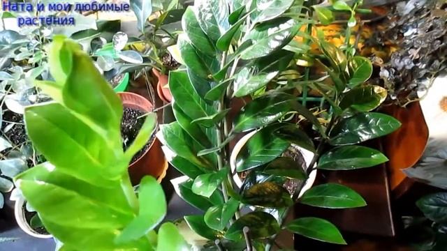Замиокулькас // Это важно : 4 причины пожелтения побегов // Новая загадка о растениях смотреть онлайн