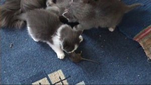 Кошка принесла мышку котятам
