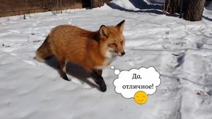 ЛИ СЯО. Алиса - Лиса. Практически летний снег.
