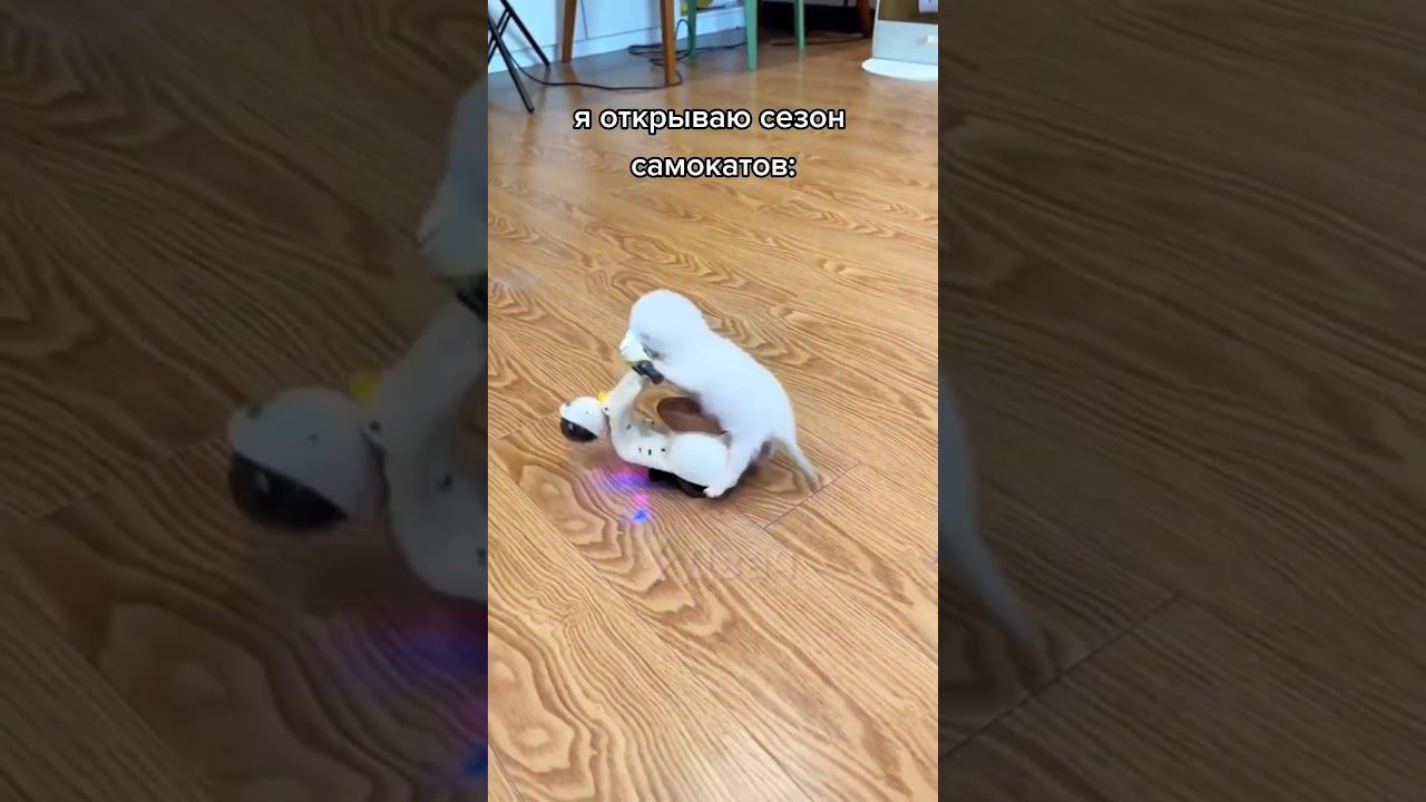 новый сезон самокатов начался!