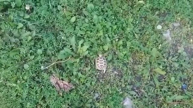 ЖИТЬ НЕ СПЕША или моя сухопутная черепаха смотреть онлайн