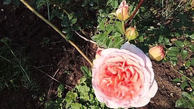 Чайковский или не Чайковский? Розы Поэзия, Джубили Селебрейшн и др.