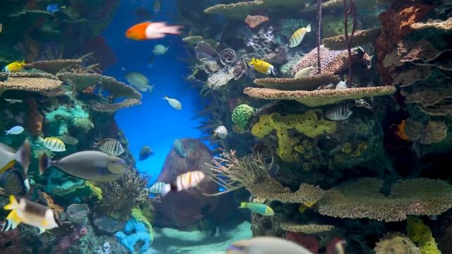 Аквариум Нежный и крепкий СОН Релакс с Природой смотреть онлайн