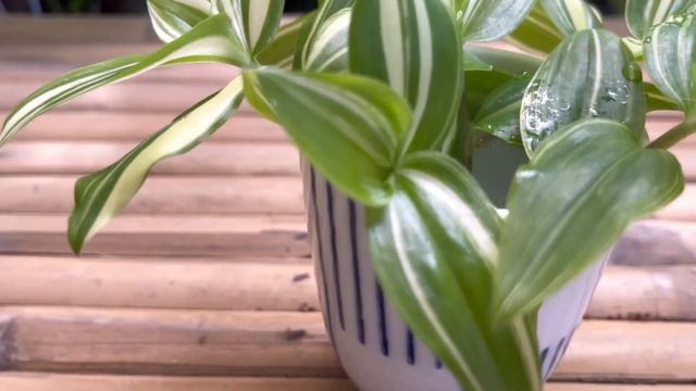 Tradescantia Fluminensis Variegata Green and White | cutting in water смотреть онлайн