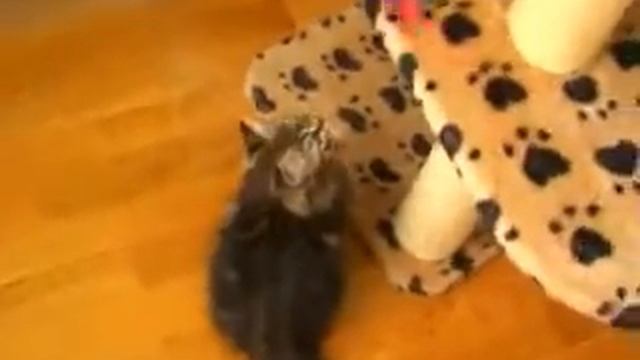 Сибирская кошка Урсула Шарм Сибири смотреть онлайн