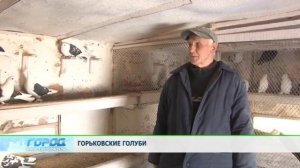 Голуби Нижнего Новгорода