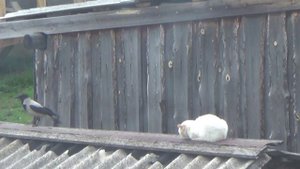 Ворона будит кота