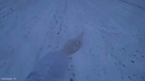 Охота на зайца. РАСПУТАЛ ДВУХ ЗАЙЦЕВ! Тропление зайца зимой по снегу.