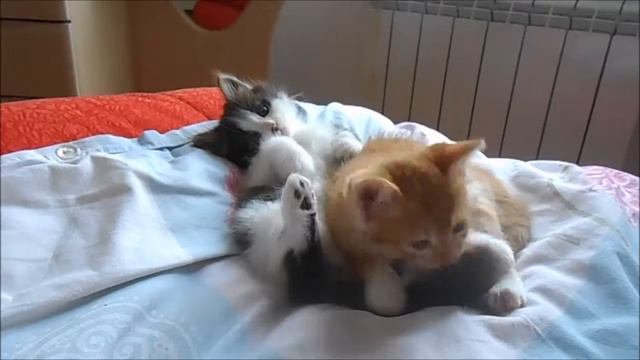 Как нежатся котята по утру _^.^_ Tender morning with kittens смотреть онлайн