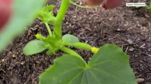 Для чего нужно ОГОЛЯТЬ ПЕРВЫЕ ЗАВЯЗИ ОГУРЦОВ / РАБОТАЕМ ДЛЯ БОЛЬШОГО УРОЖАЯ