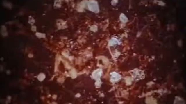 Потаённый мир почвы (дождевые черви) смотреть онлайн