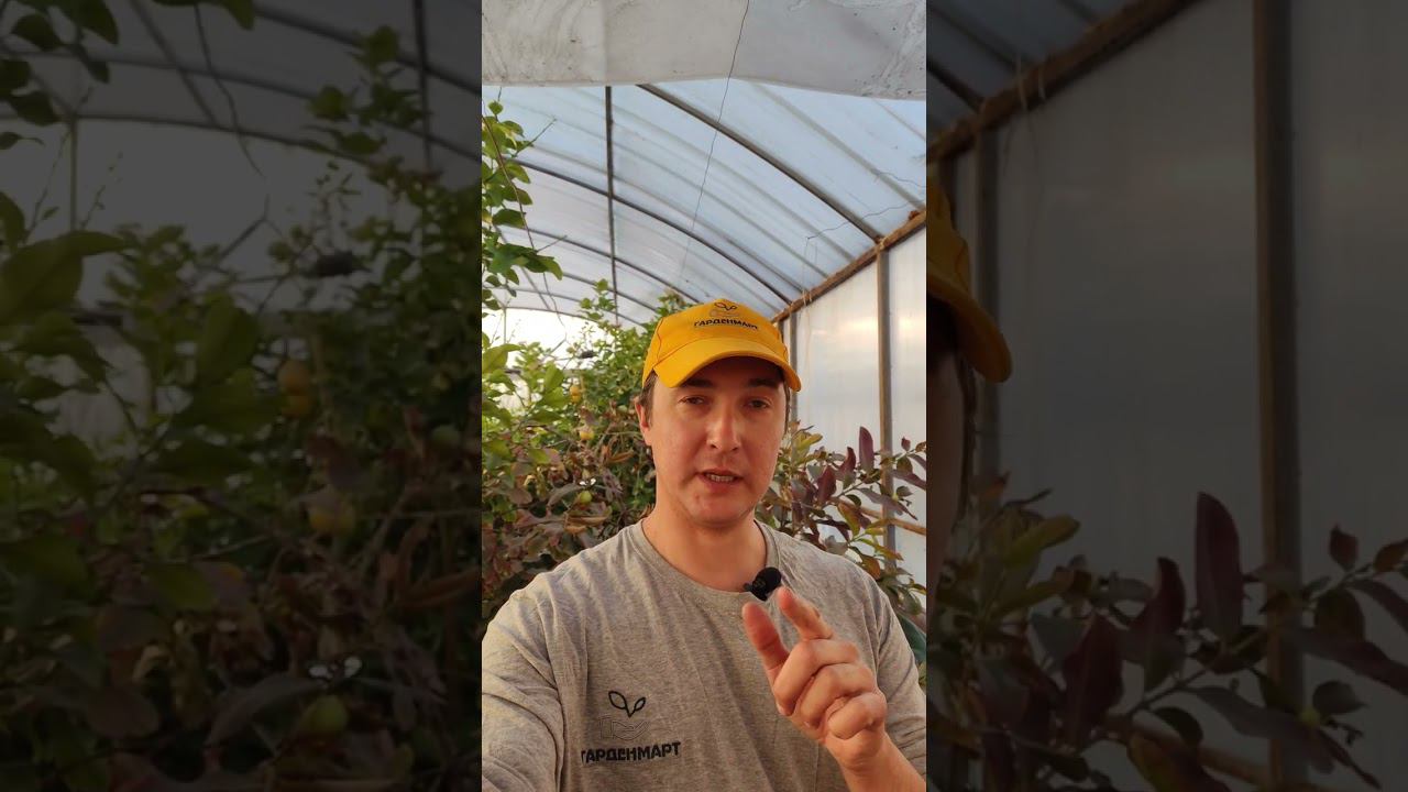 Как правильно применять гранулированные удобрения пролонгированного действия?  #советысадоводам
