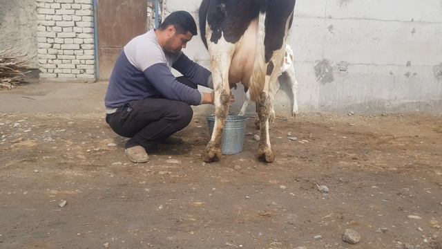 Sut kerak deganlarga bolalik arzon sigirlar sotiladi ☎️ 90-583-30-31 . RUZG'OR BOB