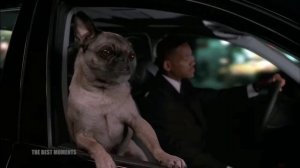 Мопс из людей в черном