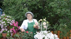 Как выращивать розы в горшках