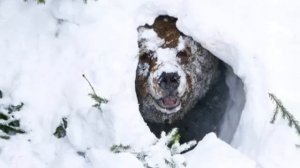 Федор Чистяков "Медведь"