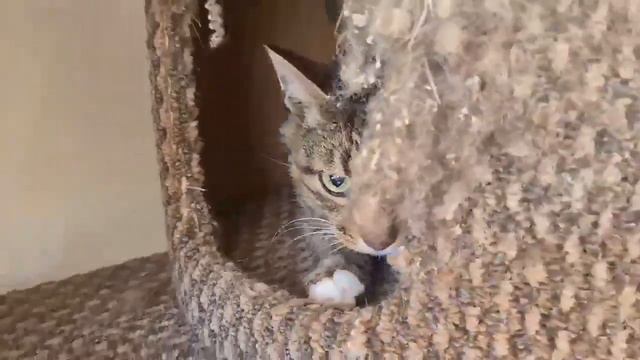Утро кошатника начинается совсем не с кофе, а с 💩