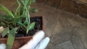МУРДАНИЯ ЛОРИФОРМИС (Murdannia) - онкопротектор и салат. Неприхотливое быстрорастущее растение.